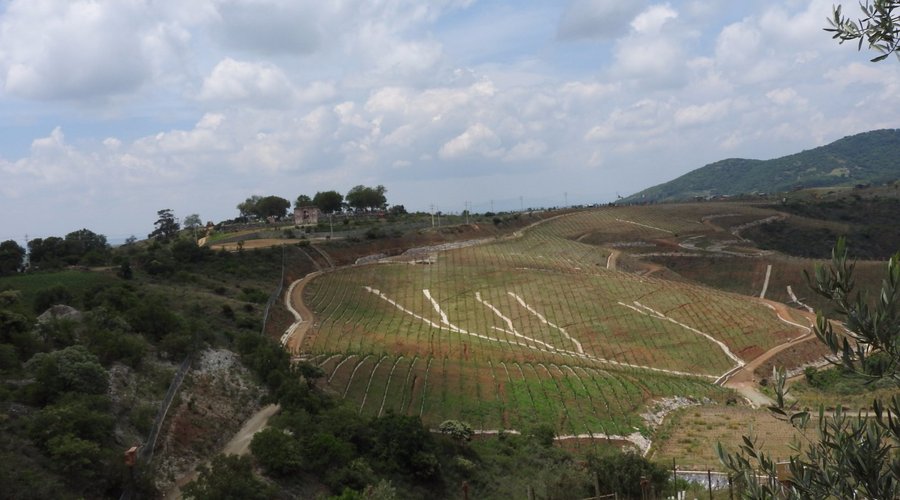 Viñedo Caminos D´Vinos
