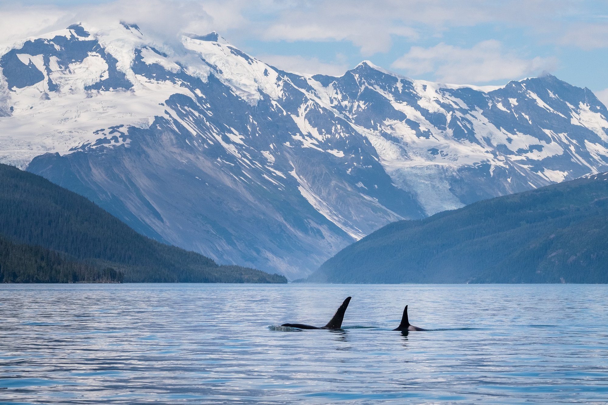 Major Marine Tours - Prince William Sound Glacier Cruise (whittier 