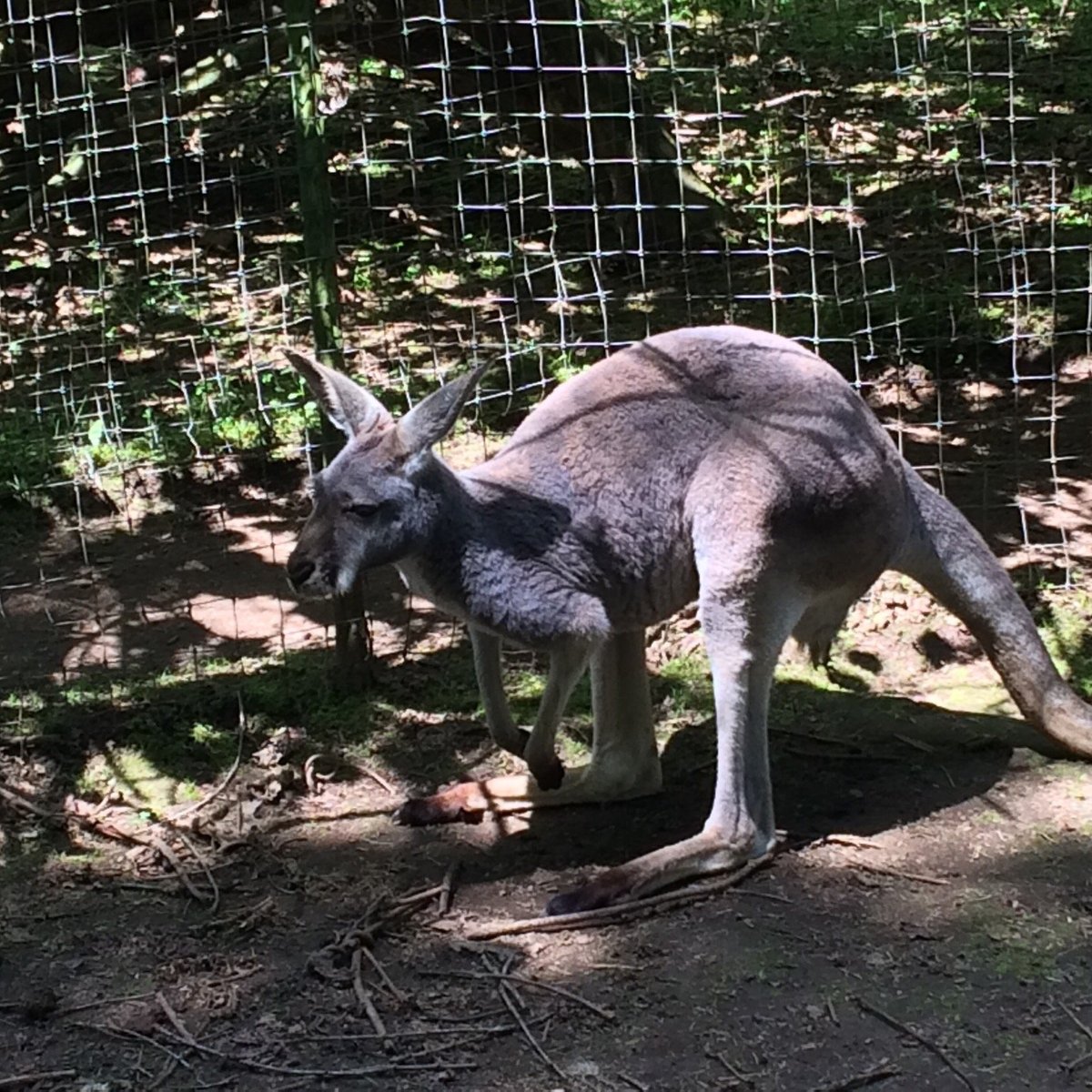 Outback Kangaroo Farm, Arlington: лучшие советы перед посещением -  Tripadvisor