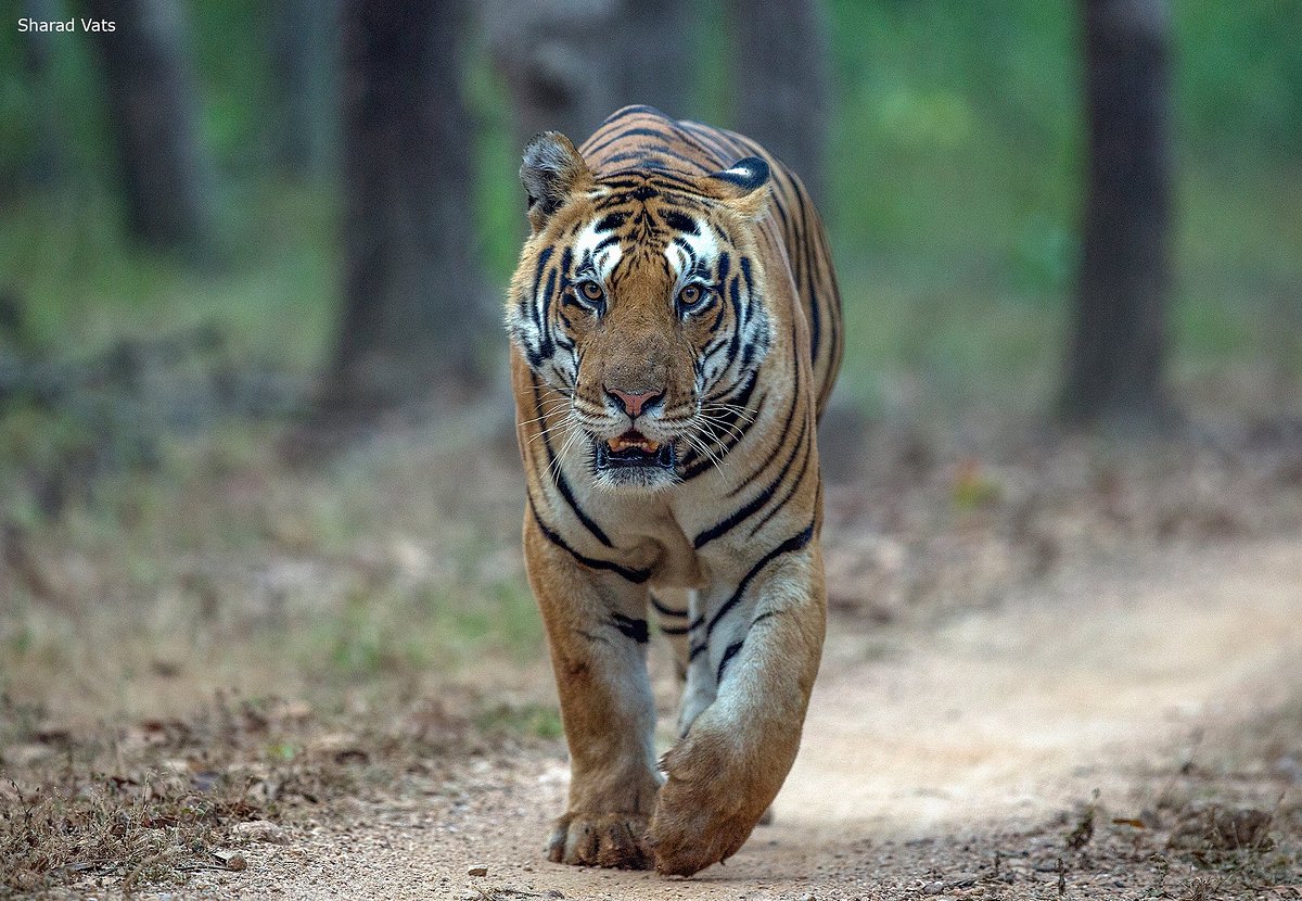 tiger safari near delhi