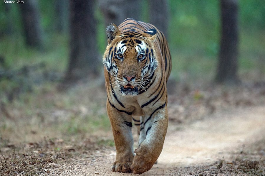 new delhi tiger tours