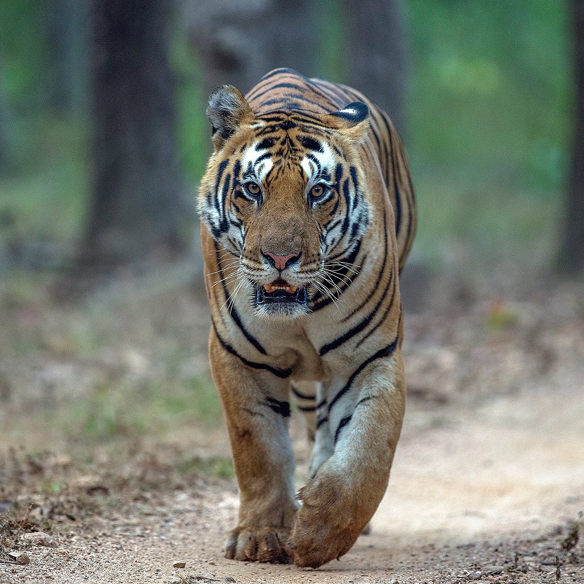 Tiger Safari India (New Delhi) - All You Need to Know BEFORE You Go