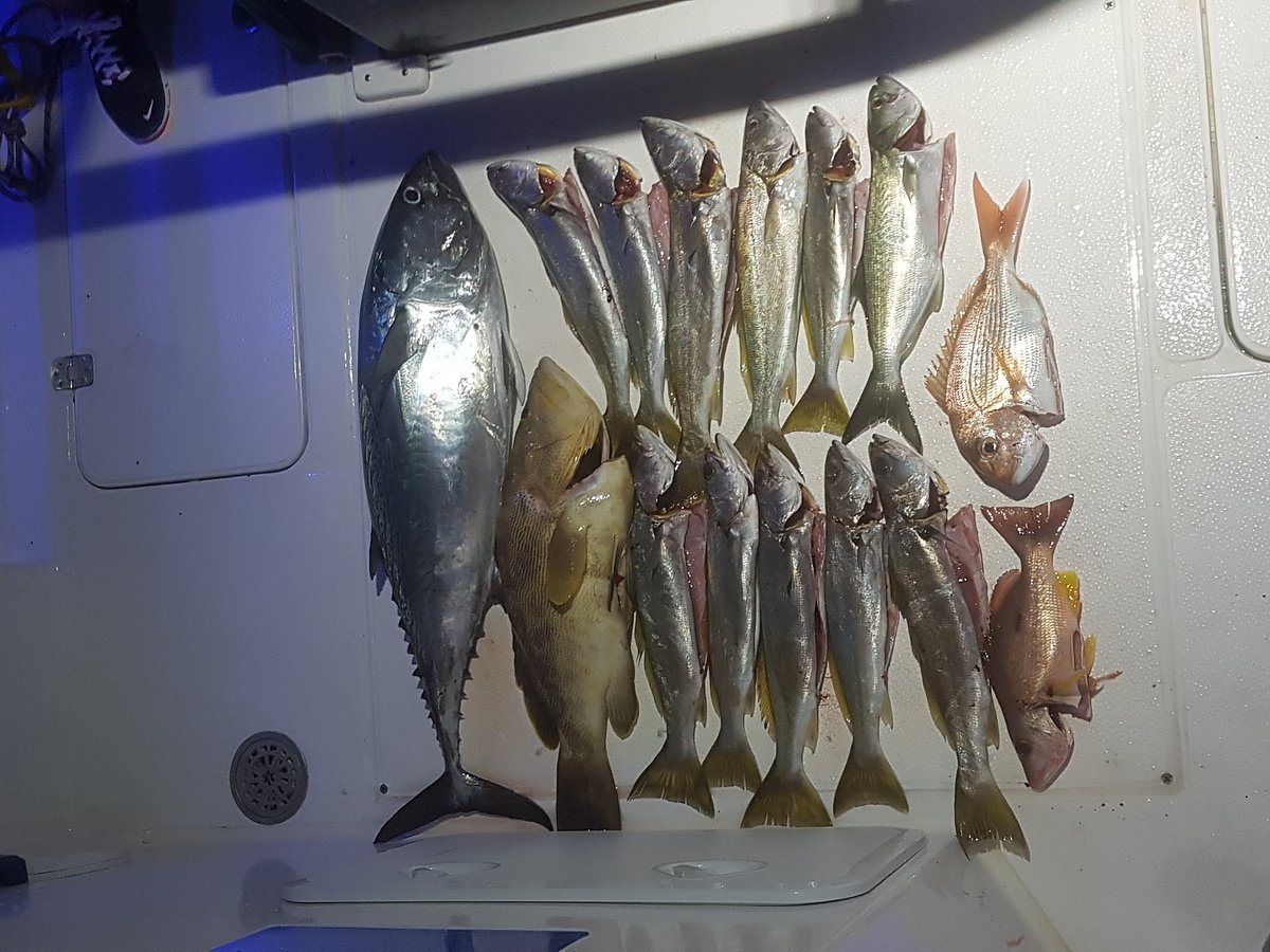 Whitsundays Fishing: Fishing gear Willfish uses and why  Willfish -  Whitsunday Islands Fishing Charters and Tours