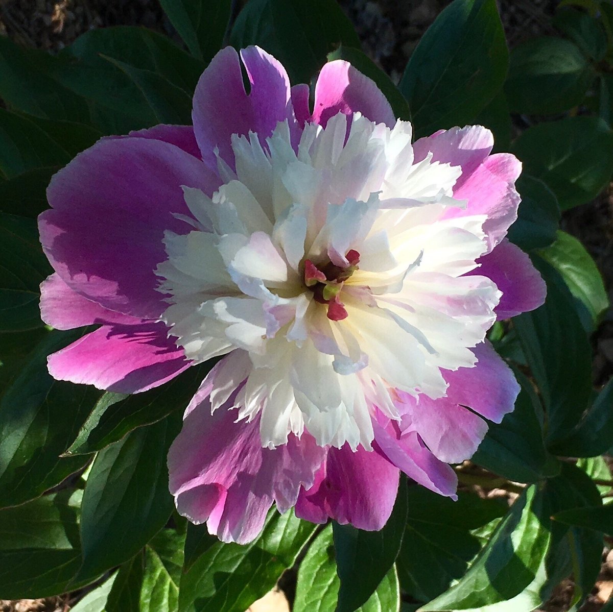 how to keep dog from eating peony