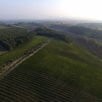 Vigne Panorama