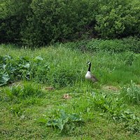 Ente mit Jungen