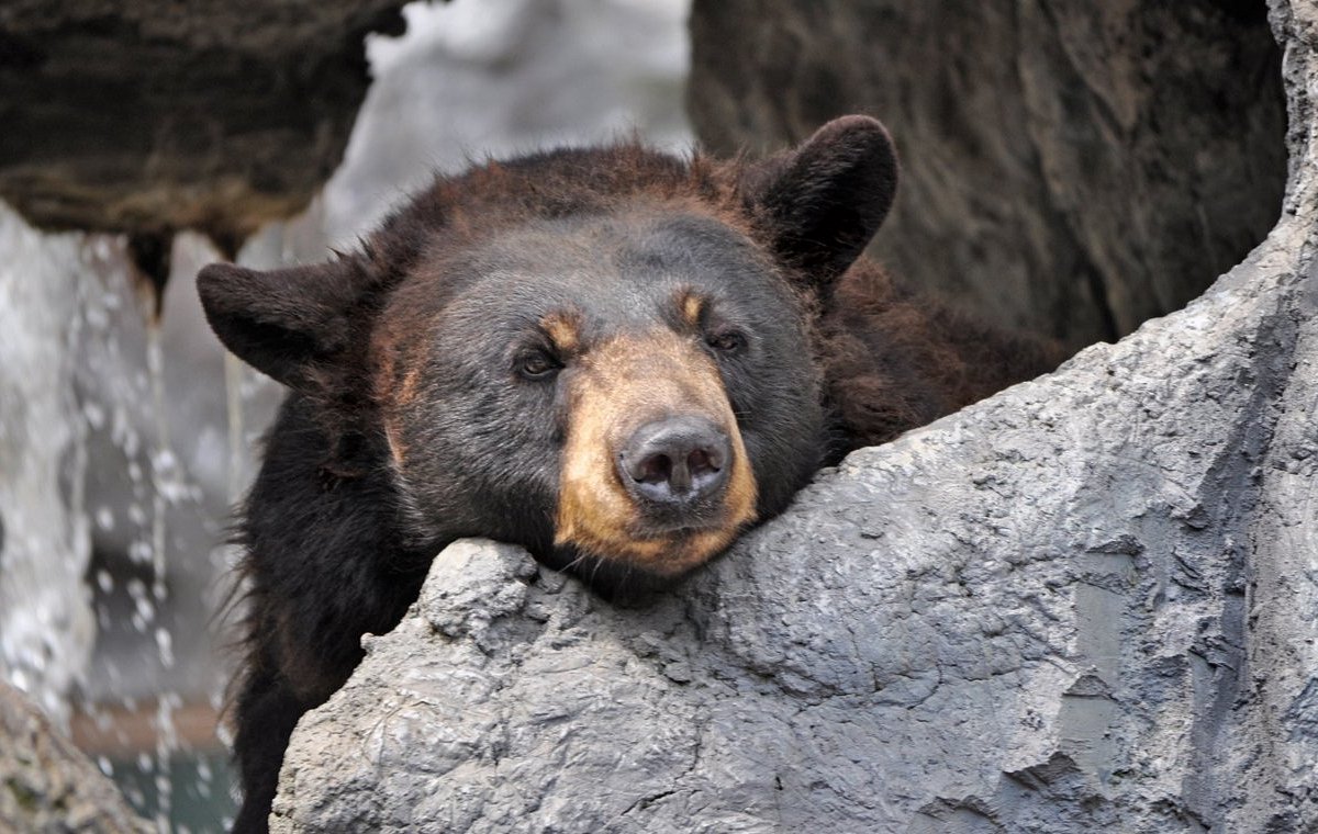 Ober Gatlinburg's Wildlife Encounter - All You Need to Know BEFORE You Go Ober Gatlinburg's Wildlife Encounter - All You Need to Know BEFORE You Go