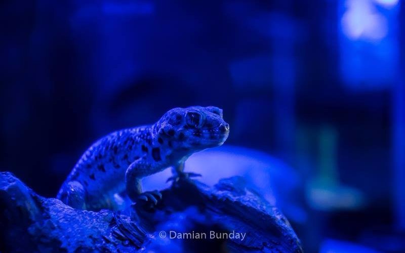 wonder gecko