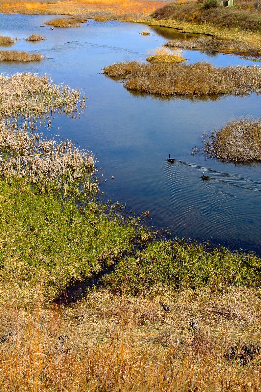 Elizabeth Hall Wetlands, Lethbridge: лучшие советы перед посещением ...