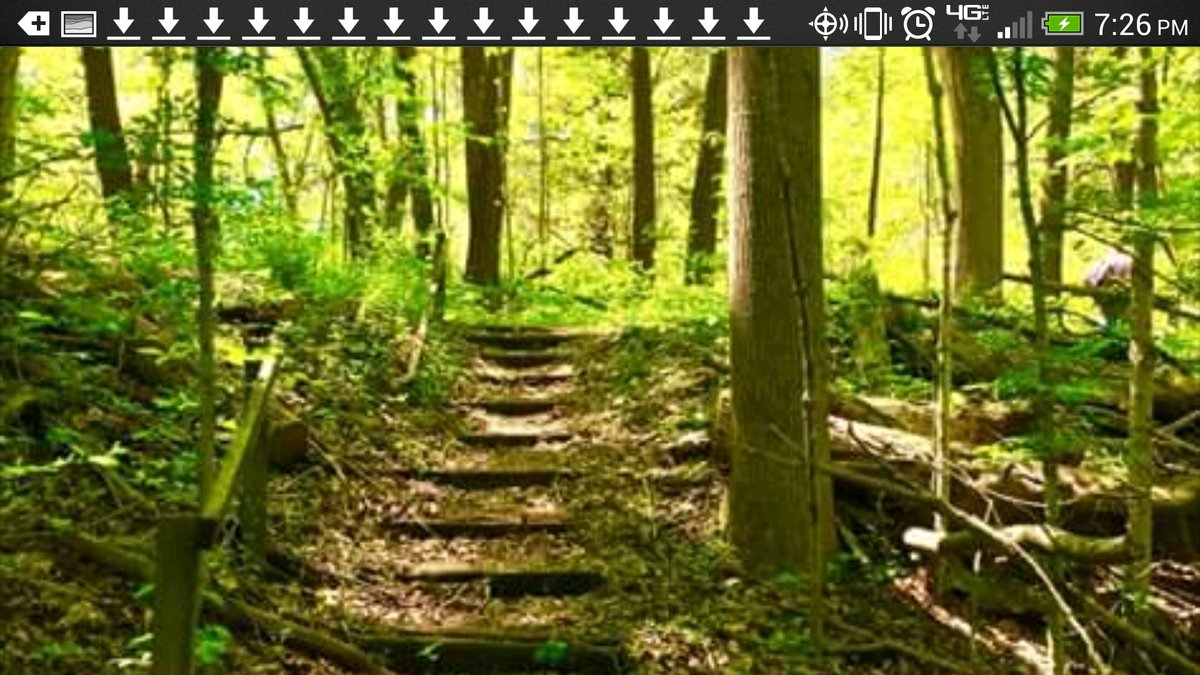 Escape to Nature's Embrace: A Guide to Salamonie River State Forest
