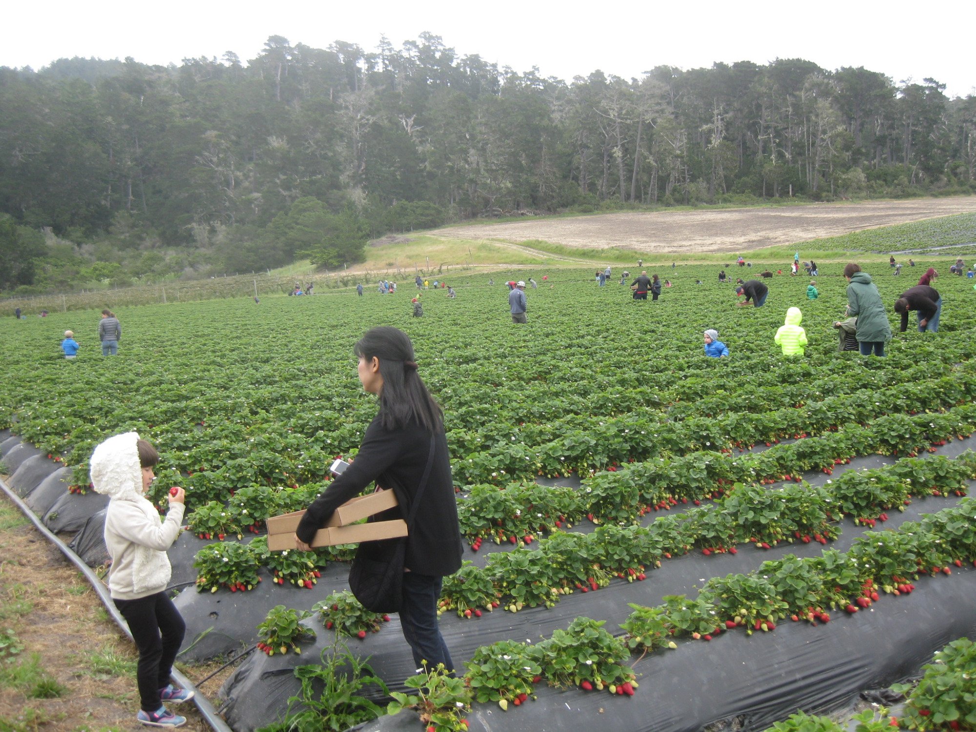 Swanton Berry Farm All You Need to Know BEFORE You Go with Photos