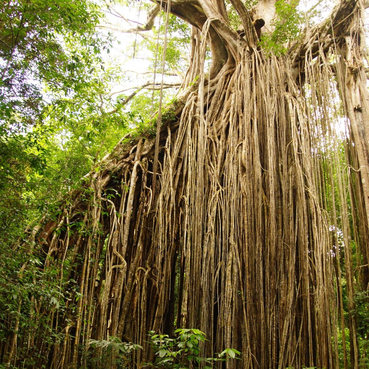 Curtain Fig National Park (Yungaburra): All You Need to Know