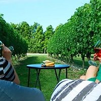 Tastings amongst the vines