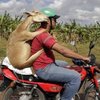 RotaDoBode