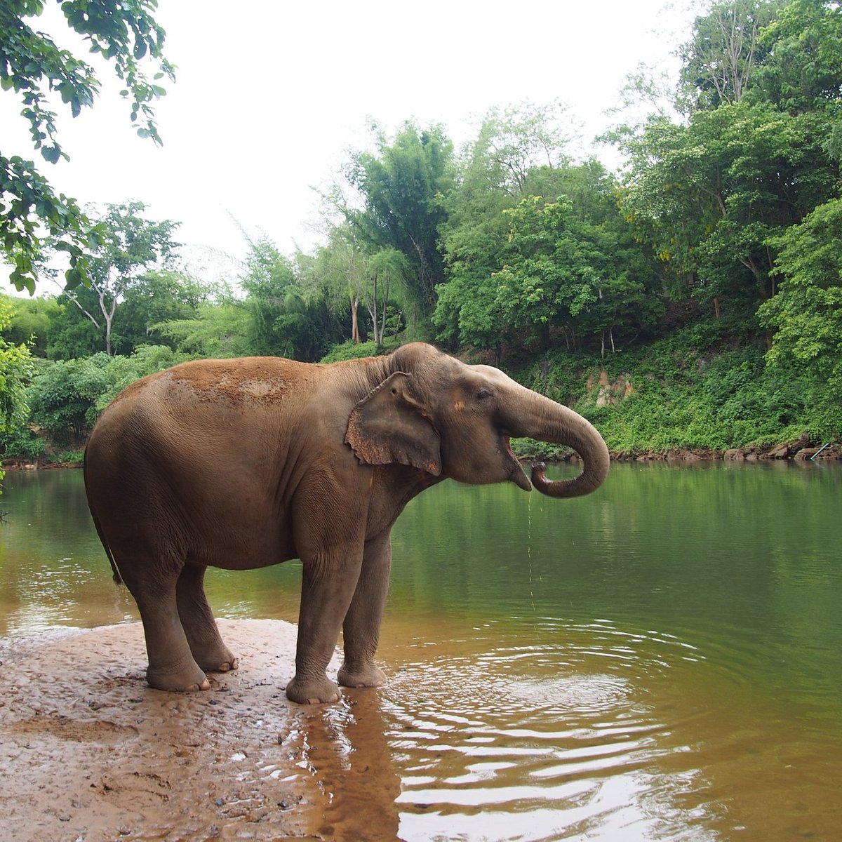 Elephant Park (Kanchanaburi - 2022 All You Need to Know BEFORE You Go (with Photos) - Tripadvisor