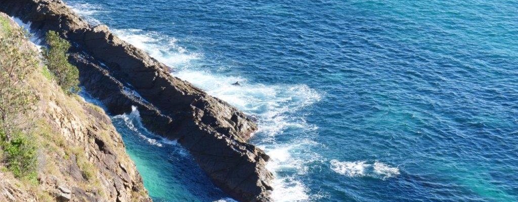 Below the lookout -dolphins feeding