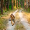 Things To Do in Kanha National Park, Restaurants in Kanha National Park