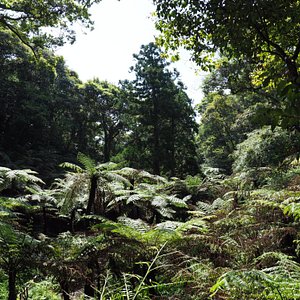 21年 八丈島八丈町で絶対外さないおすすめ観光スポットトップ10 定番から穴場まで トリップアドバイザー