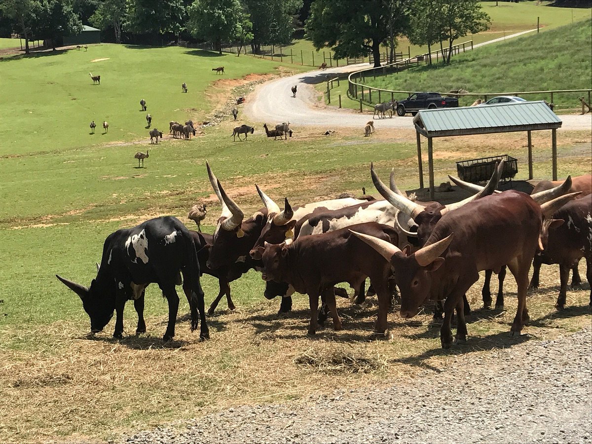 Virginia Safari Park, Natural Bridge: лучшие советы перед посещением -  Tripadvisor