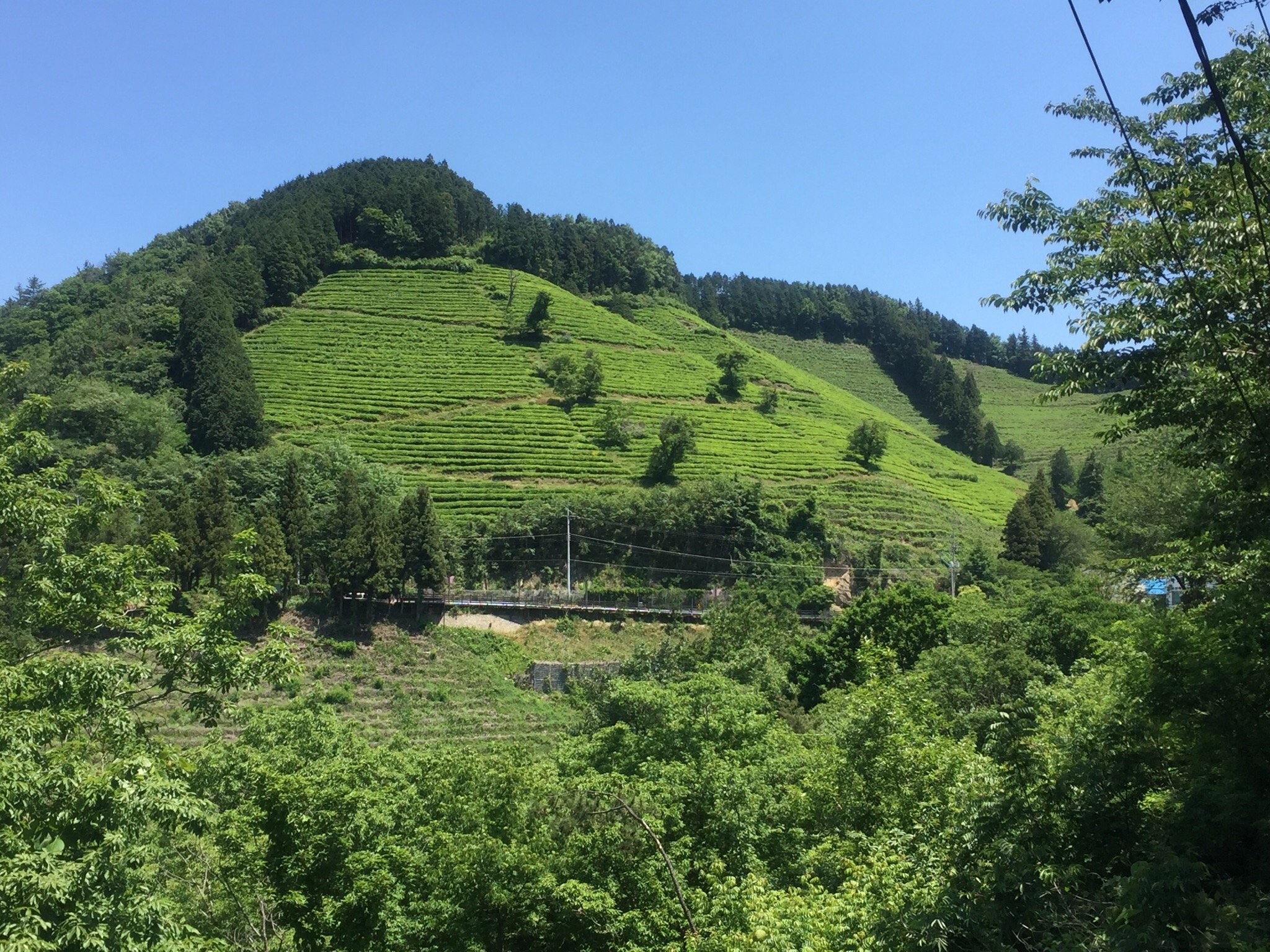 2023年 Boseong Green Tea Field Daehan Dawon - 行く前に！見どころを