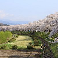 桜並木