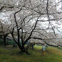 満開の桜