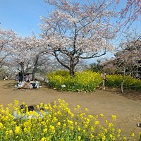 菜の花と