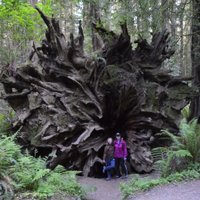 Avenue of the Giants (Humboldt County): All You Need to Know