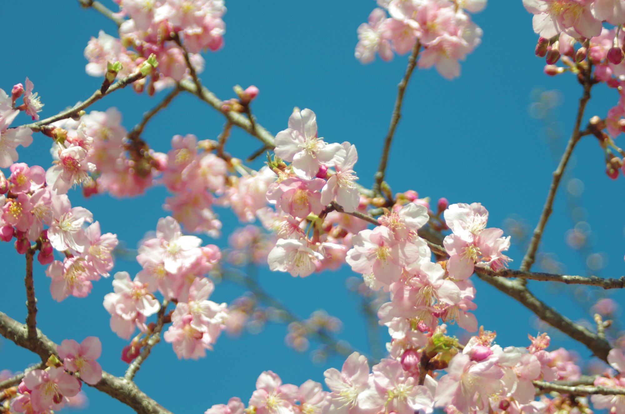 ladyboy Blossom Ueno Park Cherry Blossom Viewing to Enjoy Tokyo Sakura Season