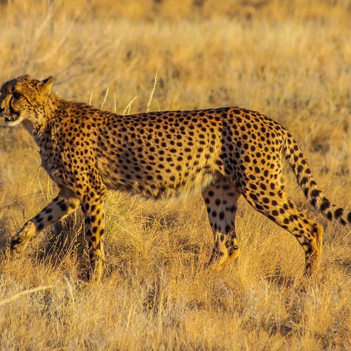 Carnet de Conservation : Meeting the Namib cheetahs — IZW Cheetah Research  Project