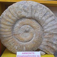 Fossili