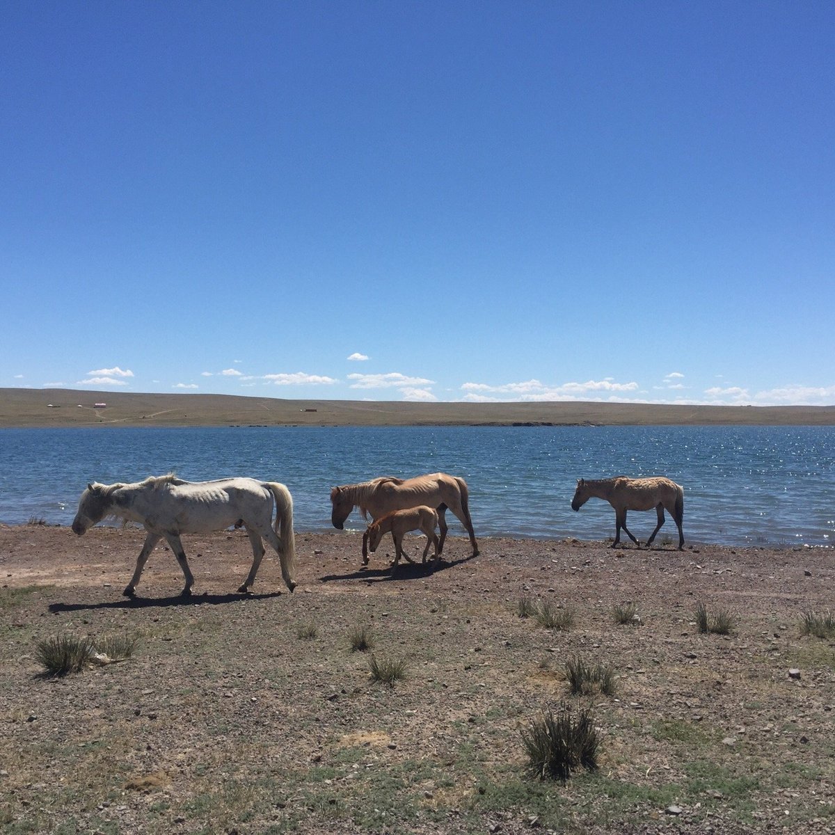 Ögii Lake Arkhangai Province All You Need To Know Before You Go Updated 2021 Arkhangai 4461