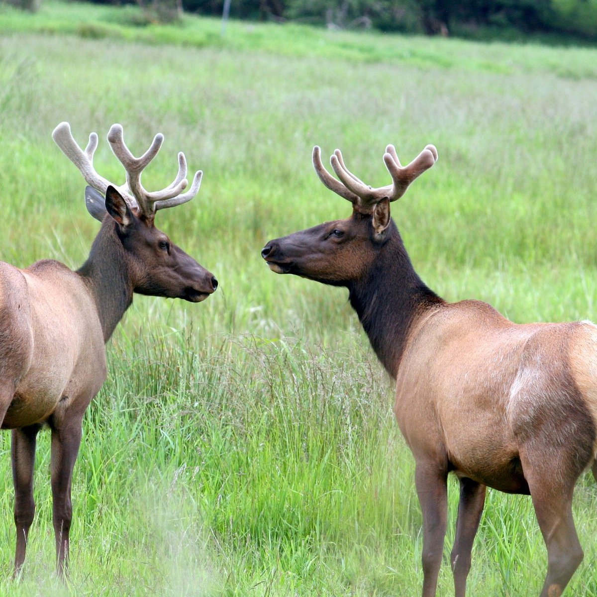 dean-creek-elk-viewing-area-tripadvisor