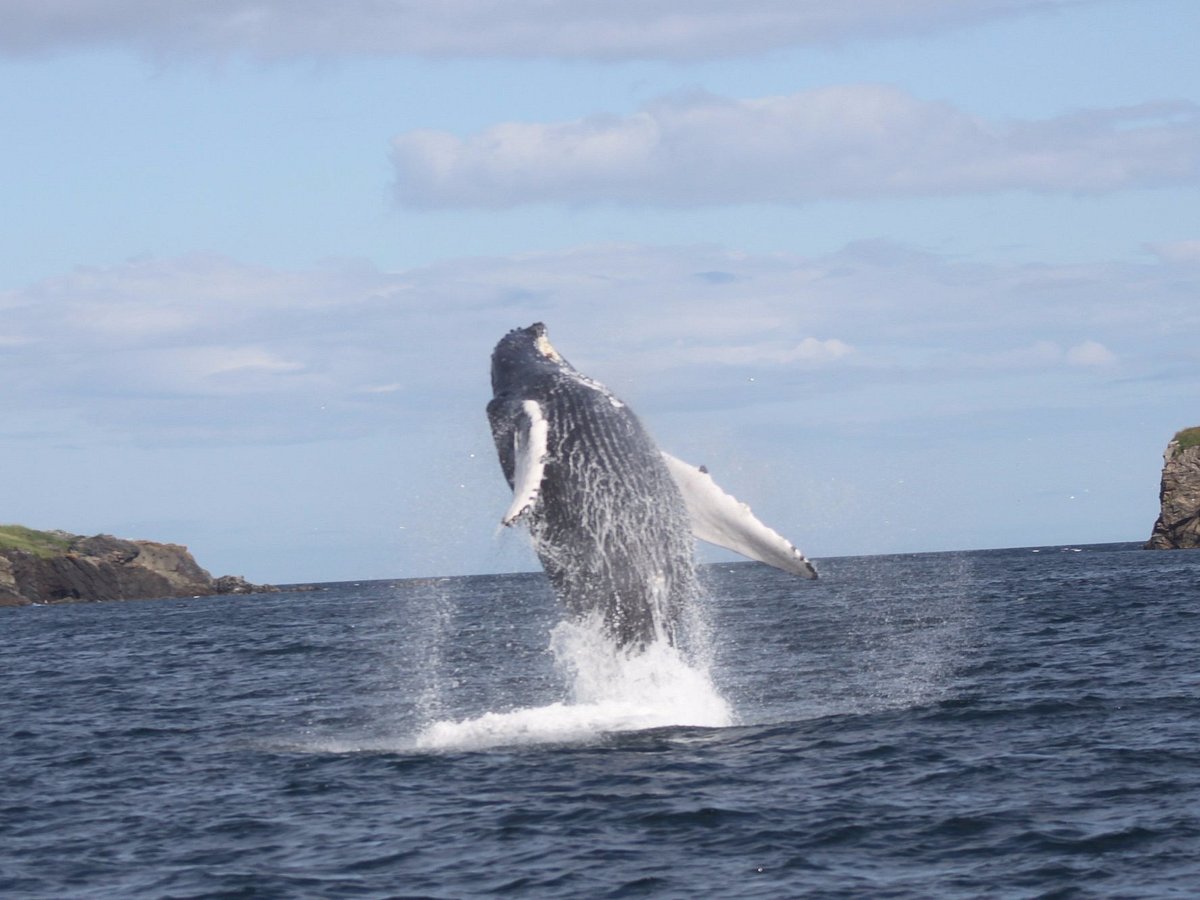 Discovery Sea Adventures (Bonavista) - All You Need to Know BEFORE You Go