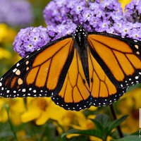 A Monarch in the Florida Museum "Butterfly Rainforest" exhibit. Photo by Jeff Gage.