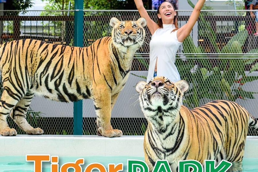 tiger safari bangkok