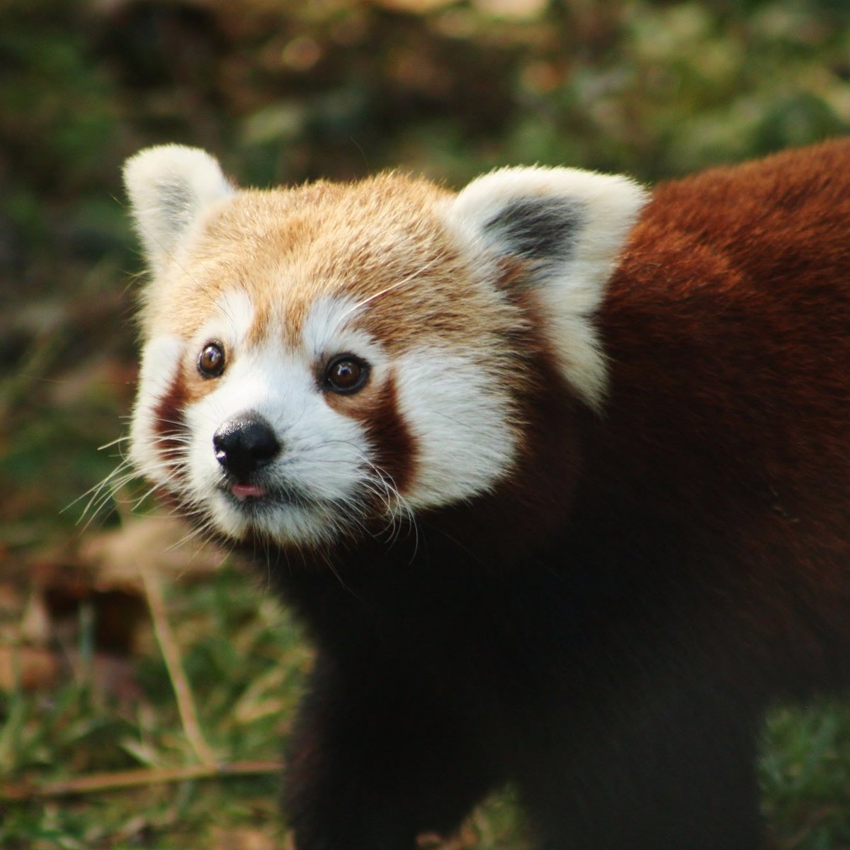 Parc Zoo Du Reynou Le Vigen Ce Quil Faut Savoir