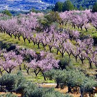 Paisaje agrario: almendros en flor de Alcalalí