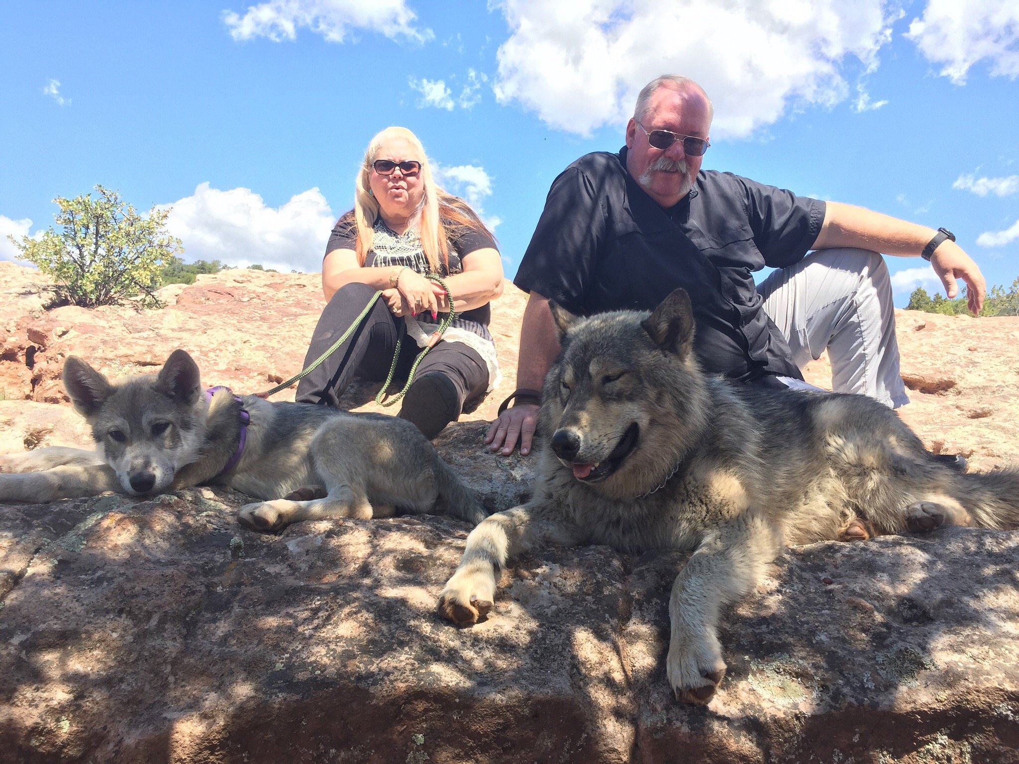 colorado wolf adventures tours