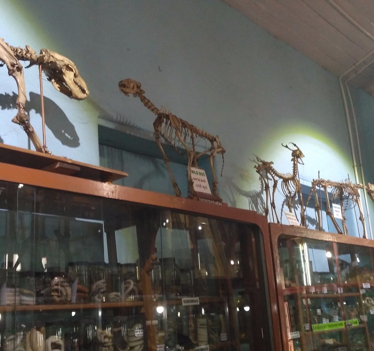 Shembaganur Museum of Natural History (Kodaikanal) - All You Need to Know  BEFORE You Go
