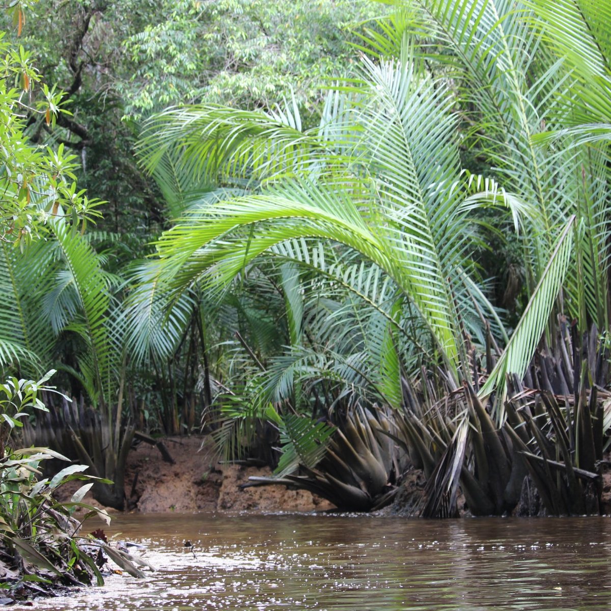 The Little Amazon, Такуапа: лучшие советы перед посещением - Tripadvisor