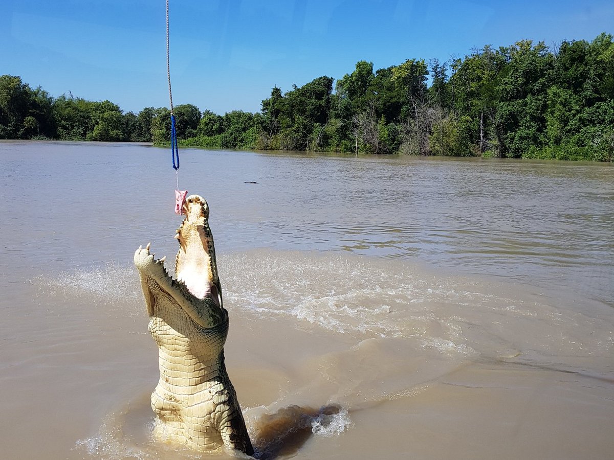 jumping crocodile tours adelaide river