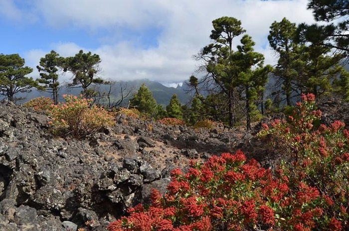 Imagen 8 de Ruta de Los Volcanes