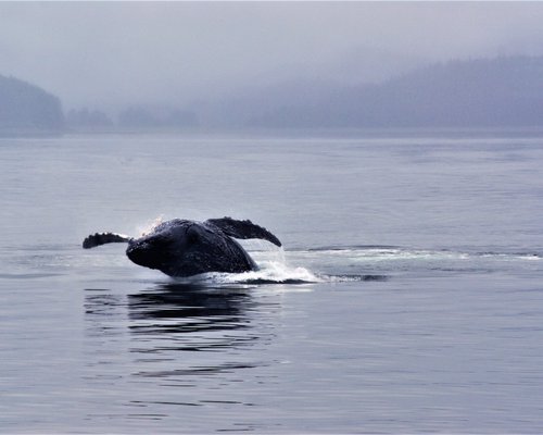 THE 10 BEST Juneau Dolphin & Whale Watching Tours (2023)