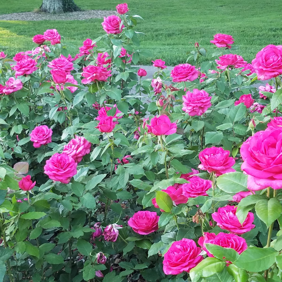 Whetstone Park / Park of Roses (Columbus) All You Need to Know BEFORE