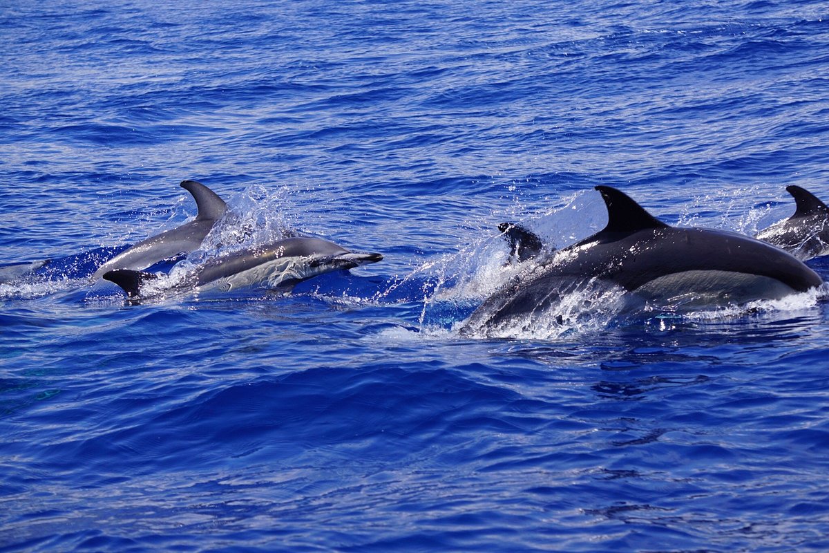 funchal dolphin tour