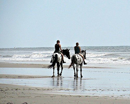 are dogs allowed on amelia island beaches