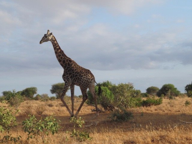 Tourisme à Mariakani 2022 : Visiter Mariakani, Kenya - Tripadvisor