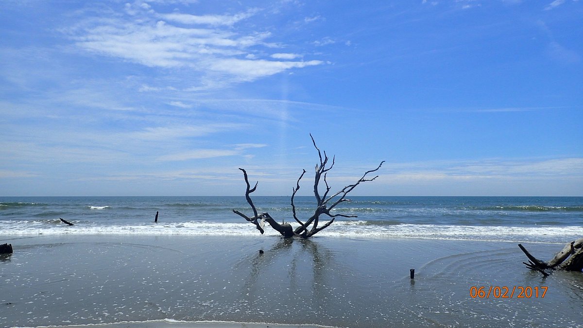 Sand Dollars: More Than Just A Cool Find on the Beach - Coastal  Interpretive Center