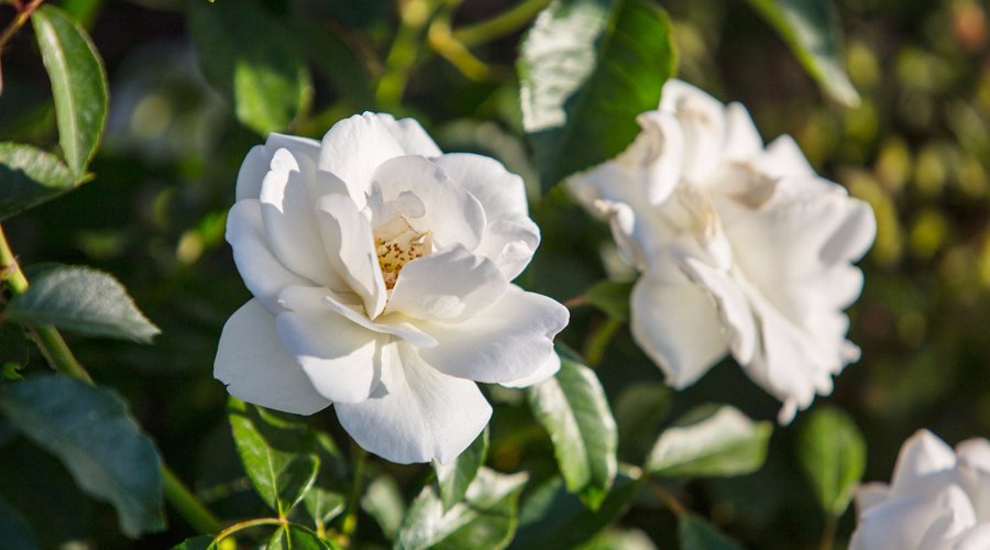 white roses